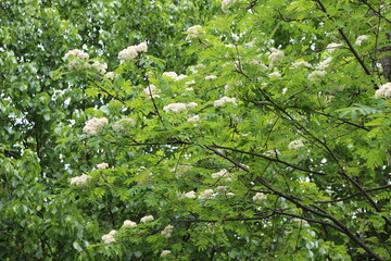 Fototapeta na wymiar White small flowers blossomed on a mountain ash tree with a basket of inflorescences in the summer in the garden