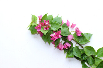 Pink Bougainvillea Flower Background