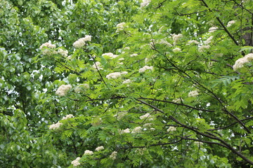 
White small flowers blossomed on a mountain ash tree with a basket of inflorescences in the summer in the garden