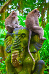Monkeys in Ubud Monkey Forest, Bali, Indonesia