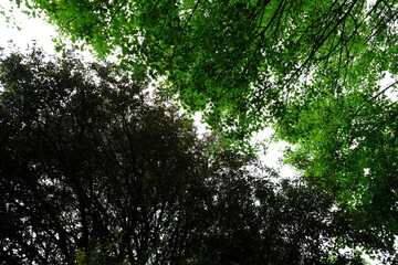 Fototapeta premium Green background at le Pouliguen. May 2020, west of France.