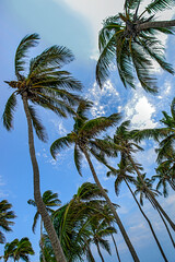 Fototapeta premium tall palm trees in the beach