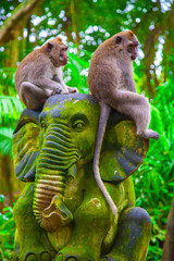 Monkeys in Ubud Monkey Forest, Bali, Indonesia