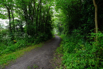 Fototapeta premium Green background at le Pouliguen. May 2020, west of France.