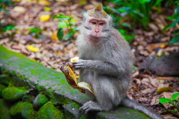 Monkeys in Ubud Monkey Forest, Bali, Indonesia