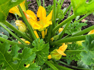Yellow ripeing courgette/ squash with flower in the garden