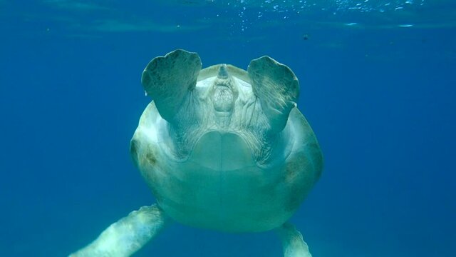 Sea turtle swims up in blue water, takes a breath and dives to deep. Follow shot, back view. Green Sea Turtle (Chelonia mydas), Red Sea, Egypt