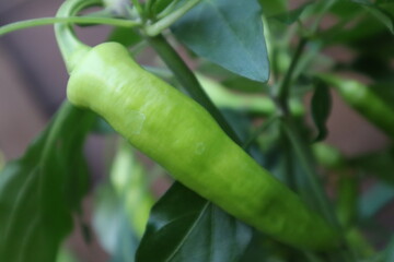 chili pepper plant