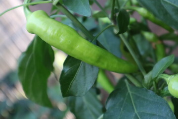 green chili peppers