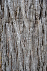 the pattern of the bark of a lebanese cedar tree