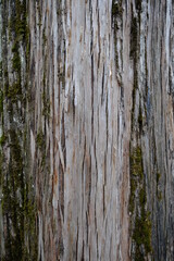 the pattern of the bark of a lebanese cedar tree