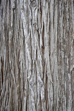 The Pattern Of The Bark Of A Lebanese Cedar Tree