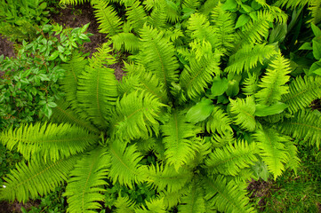 Glade of ferns in the home garden in the village.View from above.