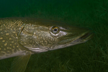 Pike Portrait, Hecht Portrait (Esox lucius)