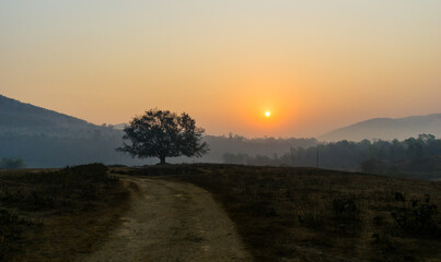 A banyan tree against the rising sun and a path of the rural road leading to the tree.