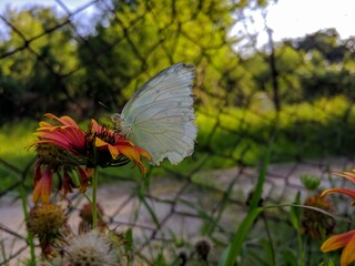 butterfly on flower