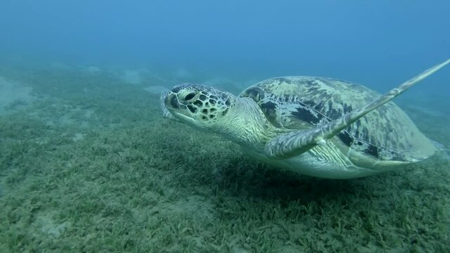 Great Sea turtle slowly floats above the bottom covered with sea grass approaching the camera. Follow shot, Green Sea Turtle (Chelonia mydas), Red Sea, Egypt