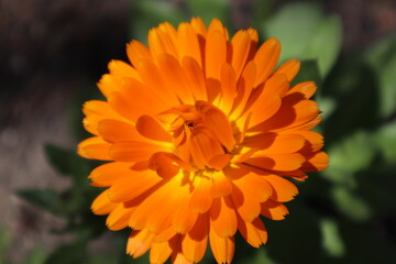 orange yellow flower in garden close up
