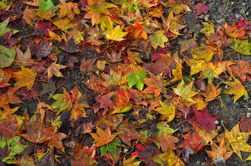Yellow maple leaves on the floor
