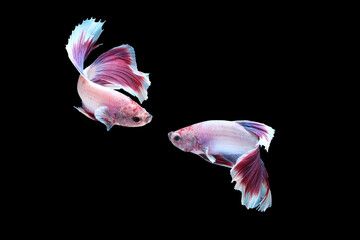 Two dancing of betta siamese fighting fish (Halfmoon lavender in white purple color combination) isolated on black background