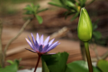 Obraz premium A still-blooming lotus with a blurred background that is beautiful like an oil painting.