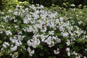 white flowers in the garden