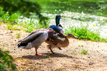 The duck chases the duck, curses it and wants to mate. The ducks are by the pond.