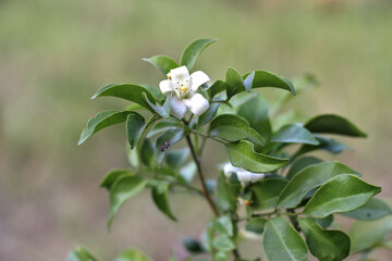 Murraya Panikuta, Thailand, is called the Flowering Tree.