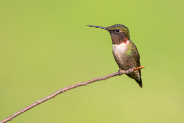 Ruby-throated Hummingbird