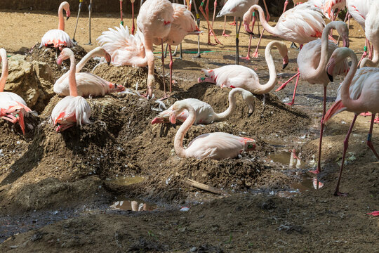 Group of Pink Flamingos - Phoenicopteriformes sitting on eggs on nests.