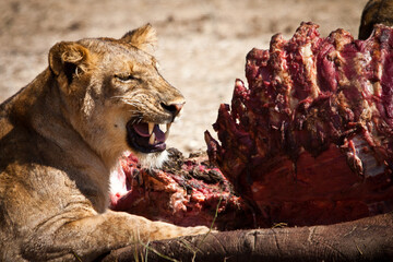 lioness with a kill