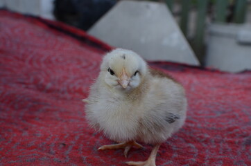 Homemade little chicken.