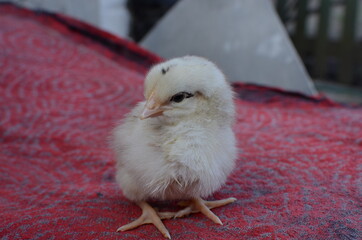 Little white baby chickhen.