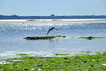 The bay of la Baule - le Pouliguen at low tide. 
may 2020 (town of la Baule in the west of France)