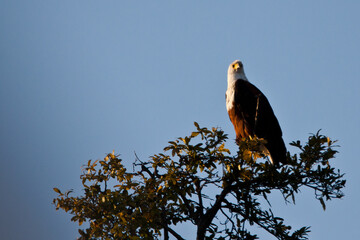 fish eagle in a tree