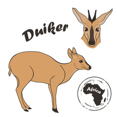 Duiker vector image isolated on white background. Duiker antelope in full growth and profile head. Animal of Africa. South African antelope. Medium-sized brown antelope native to sub-Saharan Africa.