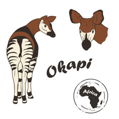 Okapi vector image isolated on white background. Forest giraffe in full growth and profile head. Animal of Africa. Okapi or zebra giraffe realistic color design in minimal style. Endangered animal.  - obrazy, fototapety, plakaty