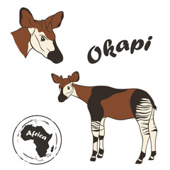 Okapi vector image isolated on white background. Forest giraffe in full growth and profile head. Animal of Africa. Okapi or zebra giraffe realistic color design in minimal style. Endangered animal. 