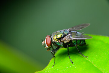 Macro Flies Blow fly Chrysomya megacephala, Green Bottle fly species in nature - obrazy, fototapety, plakaty