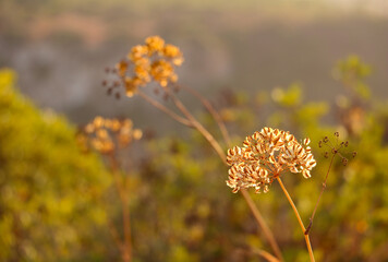 A close up of a wild flower on a meadow catching last rays of sun during summer sunset. Algarve,...