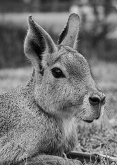 Mara in black and white