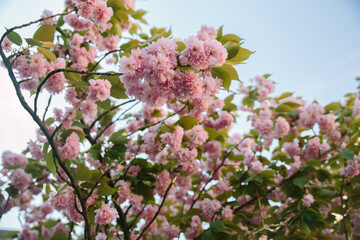 Sakura tree in blossom. Blue sky on background