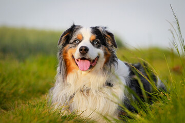 Naklejka na ściany i meble Dog (Australia Shepperd) lies on a field and meadow path and looks ahead..