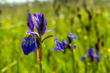 Wild Iris flower close-up outdoor photography