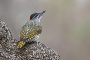 Colorful Golden-tailed Woodpecker (Campethera abingoni) closeup perched on a tree in Kruger, South Africa with bokeh