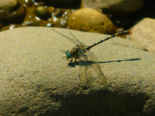 Dragonfly on the rock 
rock'n roll :)))