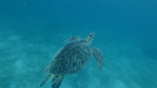 Sea Turtle slowly swim up exhaling air bubbles, takes a breath and dives into the depths. Green Sea Turtle (Chelonia mydas), Red Sea, Egypt