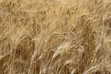 Texture of ripe ears of wheat growing in the field 