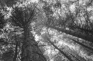 UK Woodland, Haw Wood, Wintersett, Wakefield, Infrared