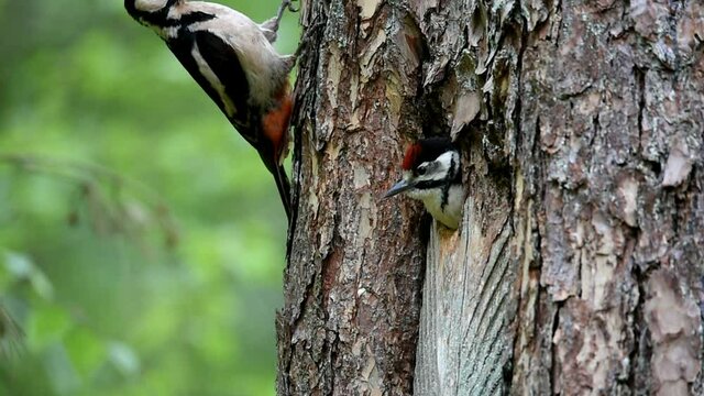 Buntspecht f&uuml;ttert Nachwuchs